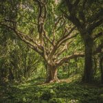 secrets tree