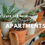 plants for apartments
